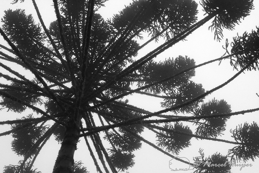 Brazilian pine (Araucaria angustifolia) in the fog, Parque Nacional de Aparados da Serra, Rio Grande do Sul, Brazil, Critically endangered (IUCN 2015)