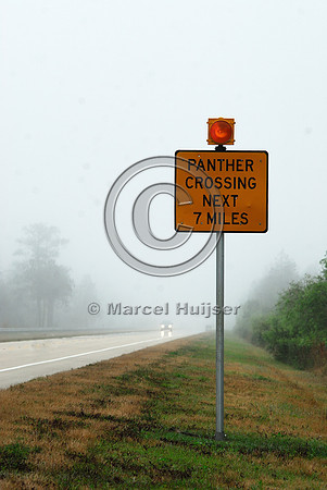 Permanently flashing wildlife warning sign (panther crossing next 7 miles) with rumble strips, SR 29, Florida, USA