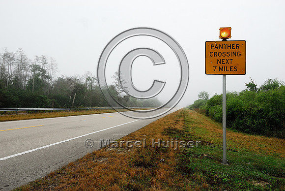Permanently flashing wildlife warning sign (panther crossing next 7 miles) with rumble strips, SR 29, Florida, USA