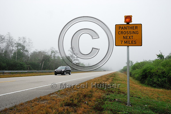 Permanently flashing wildlife warning sign (panther crossing next 7 miles) with rumble strips, SR 29, Florida, USA