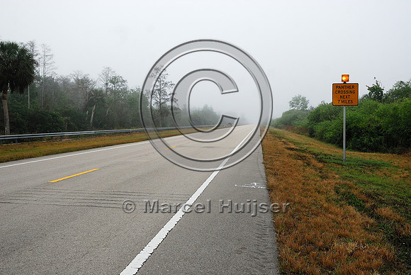 Permanently flashing wildlife warning sign (panther crossing next 7 miles) with rumble strips, SR 29, Florida, USA