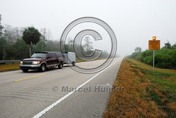 Permanently flashing wildlife warning sign (panther crossing next 7 miles) with rumble strips, SR 29, Florida, USA