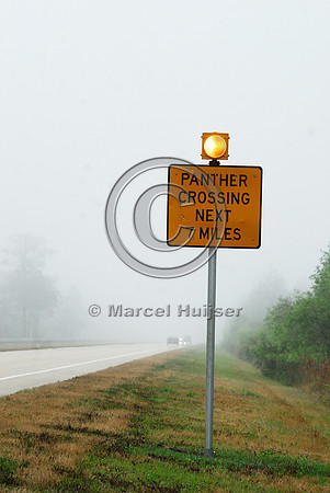 Permanently flashing wildlife warning sign (panther crossing next 7 miles) with rumble strips, SR 29, Florida, USA