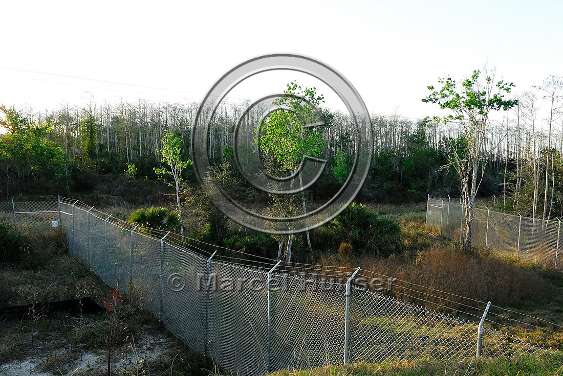 Wildlife fencing funneling wildlife (including Florida panthers (Puma concolor coryi)) to a wildlife underpass, SR 29, Florida, USA
