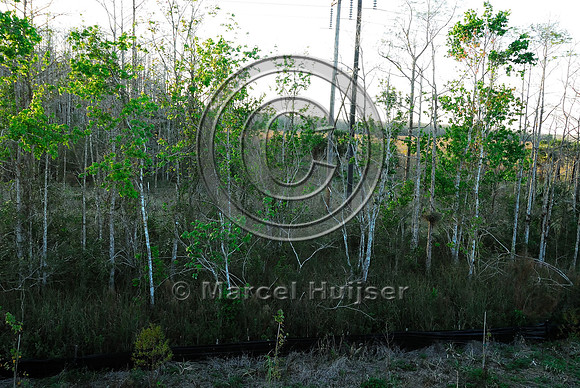 Erosion control fabric fence at site new wildlife underpass, SR 29, Florida, USA