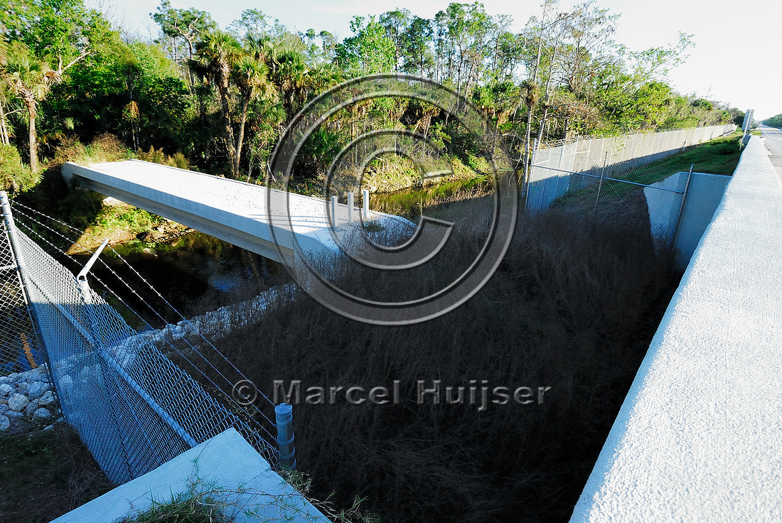 Wildlife underpass for Florida panthers (Puma concolor coryi) and wildlife bridge across canal, SR 29, Florida, USA