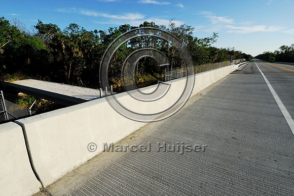 Wildlife underpass for Florida panthers (Puma concolor coryi) and wildlife bridge across canal, SR 29, Florida, USA