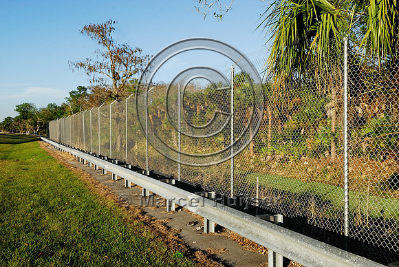 Wildlife fence (3 m (10 ft) high, chain-link) with overhang to keep Florida panthers (Puma concolor coryi) off the highway, SR 29, Florida, USA