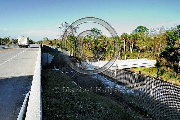 Wildlife underpass for Florida panthers (Puma concolor coryi) and wildlife bridge across canal, SR 29, Florida, USA