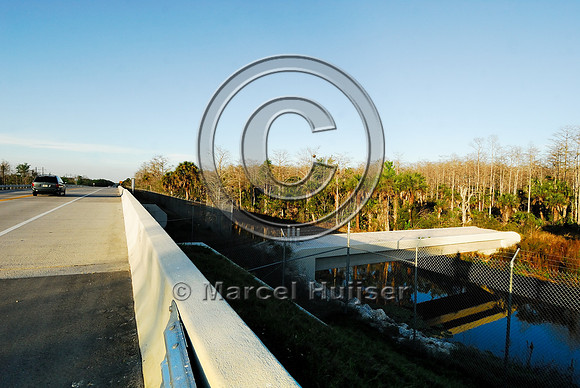 Wildlife underpass for Florida panthers (Puma concolor coryi) and wildlife bridge across canal, SR 29, Florida, USA