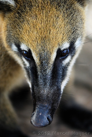 South American coati (Nasua nasua), Foz do Iguaçu, Parana, Brazil