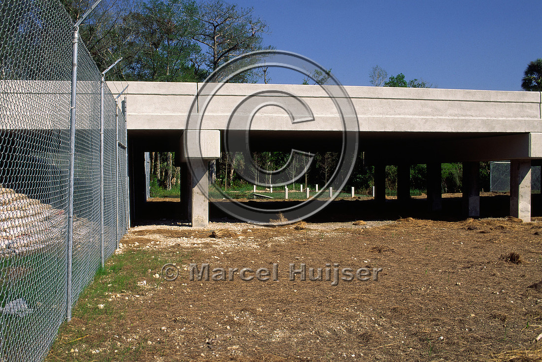 Wildlife underpass for Florida panthers (Puma concolor coryi) just after construction in 1998, SR 29, Florida, USA