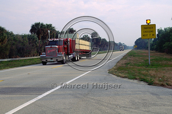 Permanently flashing warning sign for Florida panthers in 1998, SR 29 Florida, USA