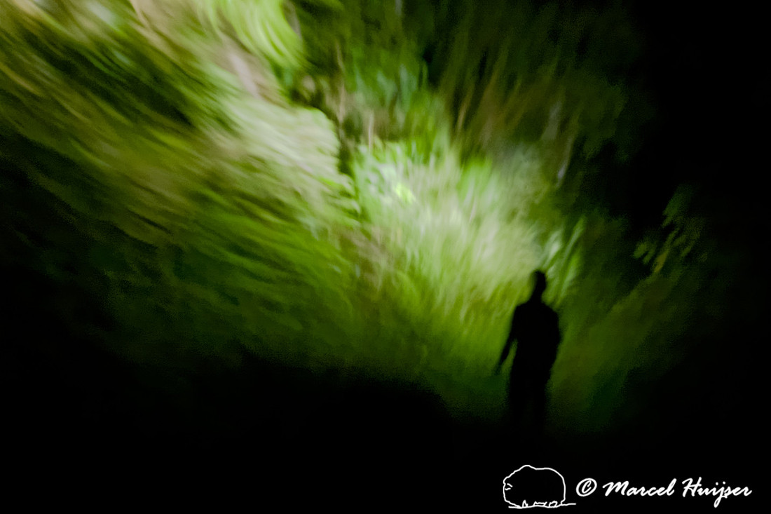 Enchanted forest