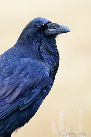 LIMITED EDITION Common raven (Corvus corax), Wyoming, USA