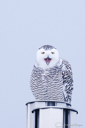 Snowy Owl (Bubo scandiacus), Montana, USA