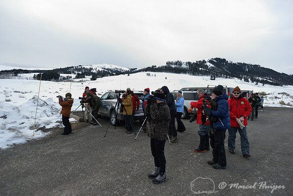 Watching wolves, Yellowstone National Park, Wyoming, USA