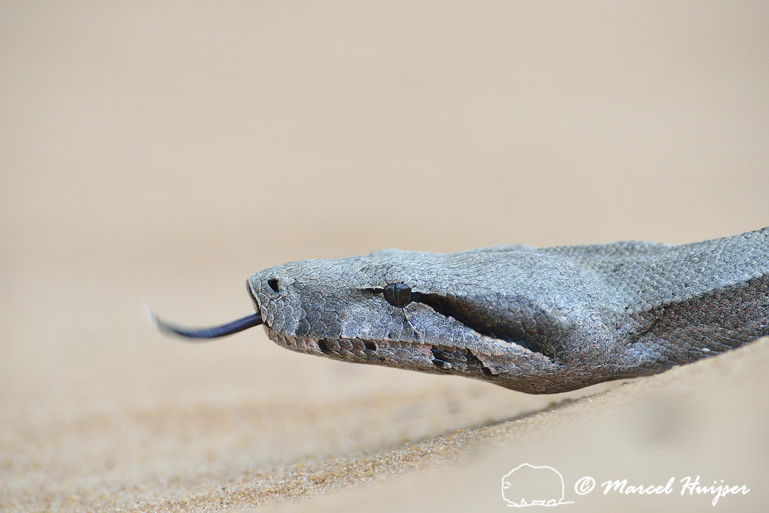 Boa constrictor (Boa constrictor), east of Brotas, São Paulo, Brazil