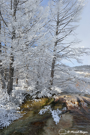 Ice-covered trees, Mammoth Hot Springs, Yellowstone National Park, Wyoming, USA