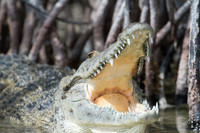 Crocodylus acutus (American crocodile), Sian Ka'an, Yucatan, Mex