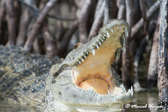 Crocodylus acutus (American crocodile), Sian Ka'an, Yucatan, Mex