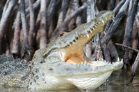 Crocodylus acutus (American crocodile), Sian Ka'an, Yucatan, Mex
