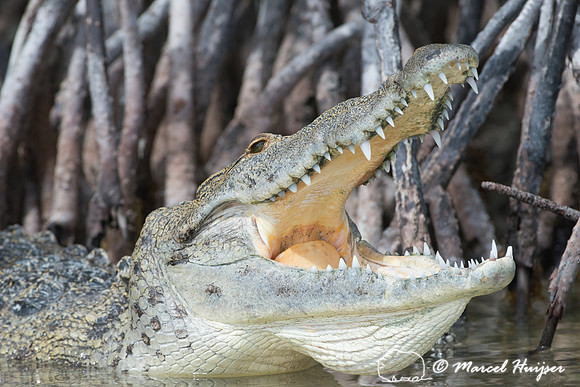 Crocodylus acutus (American crocodile), Sian Ka'an, Yucatan, Mex