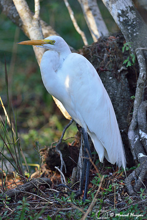 Great egret (Ardea alba), Big Cypress National Preserve, Florida, USA