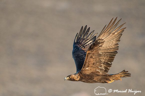 Golden eagle (Aquila chrysaetos) flying by at a sage grouse (Cen