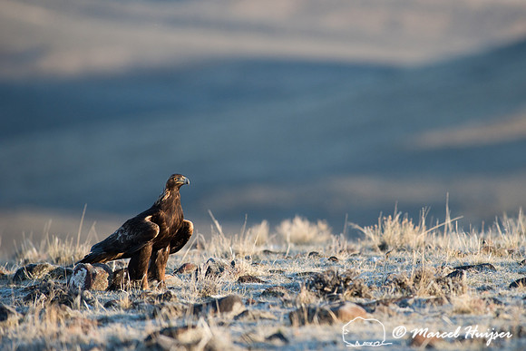 Golden eagle (Aquila chrysaetos) on ground at a sage grouse (Cen