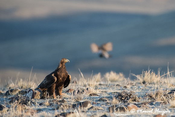 Golden eagle (Aquila chrysaetos) on ground at a sage grouse (Cen