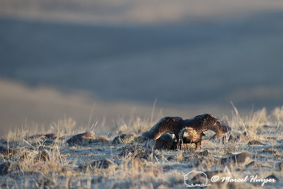 Golden eagle (Aquila chrysaetos) taking off at a sage grouse (Ce