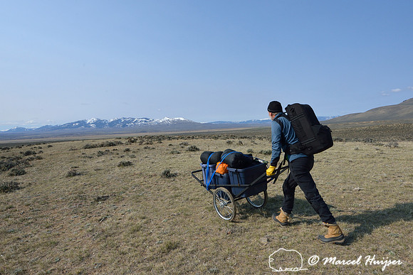 Marcel Huijser pushes cart with camping and photo gear to the vicinity of a sage grouse lek, Montana, USA