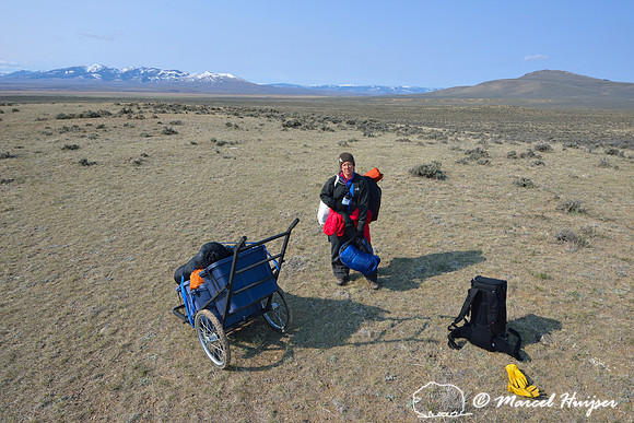 Marcel Huijser and Bethanie Walder  carry camping and photo gear to the vicinity of a sage grouse lek, Montana, USA