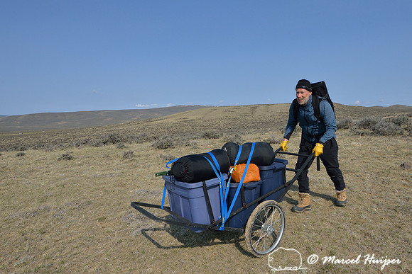 Marcel Huijser pushes cart with camping and photo gear to the vicinity of a sage grouse lek, Montana, USA