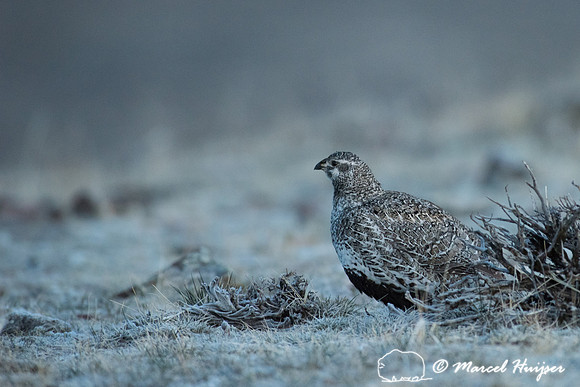 Pre-dawn. Female sage grouse (Centrocercus urophasianus) at lek,