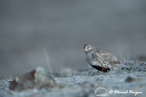 Pre-dawn. Female sage grouse (Centrocercus urophasianus) at lek,