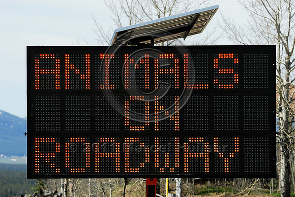 Animals on roadway, Next 10 miles, Use caution, variable message sign, US Hwy 191, West Yellowstone, MT