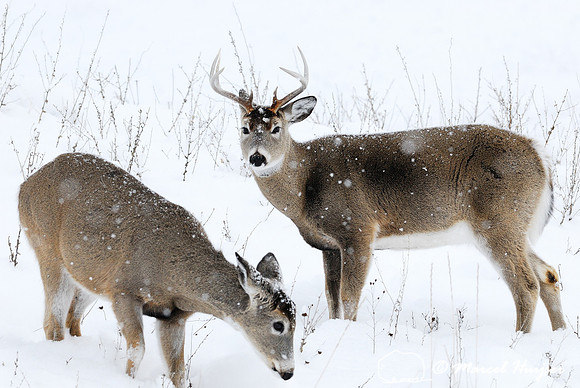 White-tailed deer (Odocoileus virginianus) buck and doe in the snow, Montana, USA