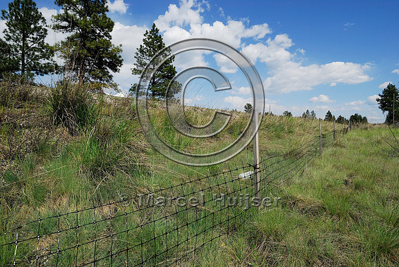 American badger (Taxidae taxus) fence, BC