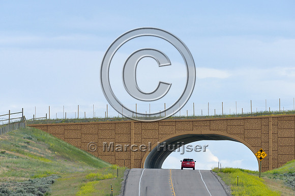 Wildlife overpass (west) for pronghorn (Antilocapra americana) (46 m (150 ft) wide), on the Path of the Pronghorn, Trapper’s Point, US Hwy 191, near Pinedale, Wyoming, USA