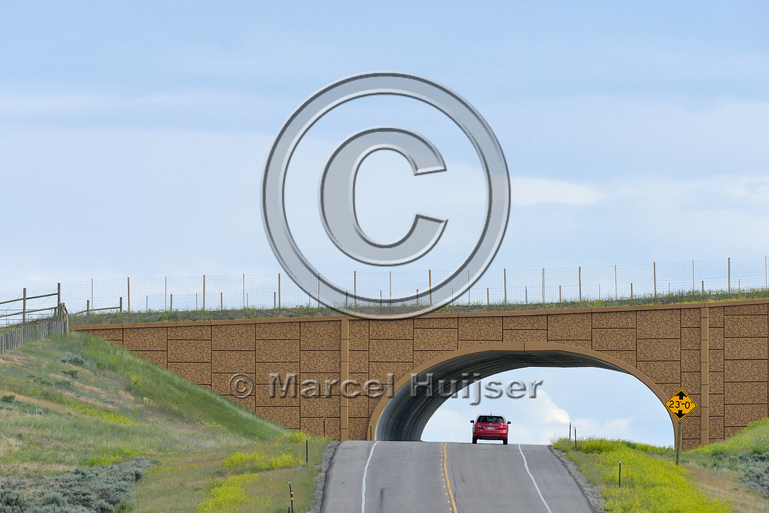 Wildlife overpass (west) for pronghorn (Antilocapra americana) (46 m (150 ft) wide), on the Path of the Pronghorn, Trapper’s Point, US Hwy 191, near Pinedale, Wyoming, USA
