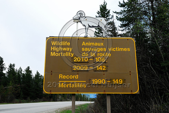 Wildlife warning sign, counts or records of mortalities, Wildlife highway mortality, AB