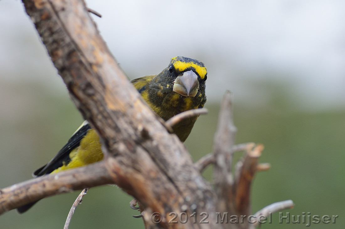 Evening grosbeak (Coccothraustes vespertinus), Montana, USA