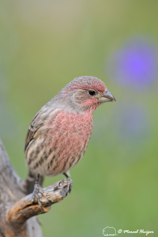 House finch (Carpodacus mexicanus), Missoula, Montana, USA
