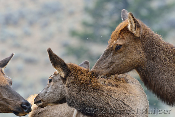 Cow elk and calf (Cervus canadensis) grooming, Montana, USA