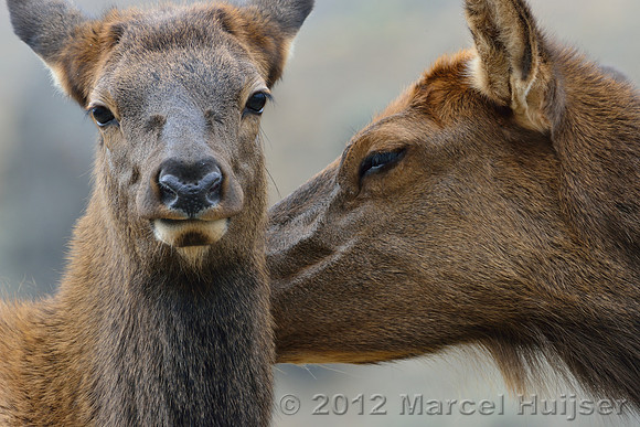 Cow elk and calf (Cervus canadensis) grooming, Montana, USA