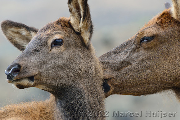 Cow elk and calf (Cervus canadensis) grooming, Montana, USA
