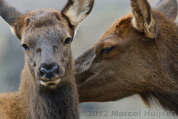 Cow elk and calf (Cervus canadensis) grooming, Montana, USA