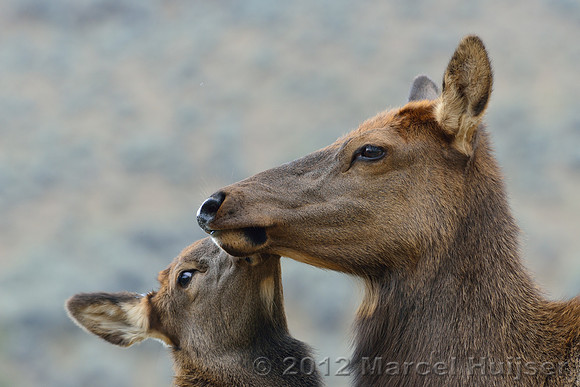 Cow elk and calf (Cervus canadensis) grooming, Montana, USA